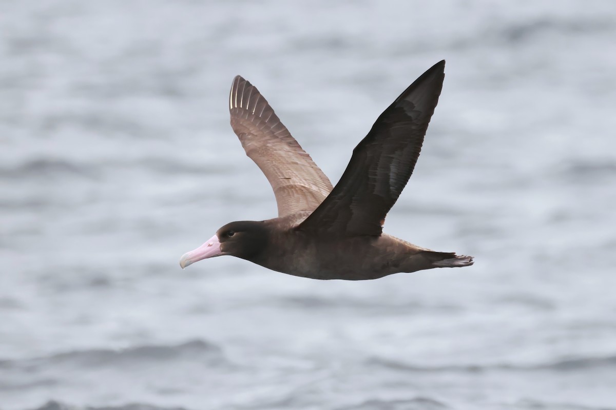 アホウドリ - ML627378193