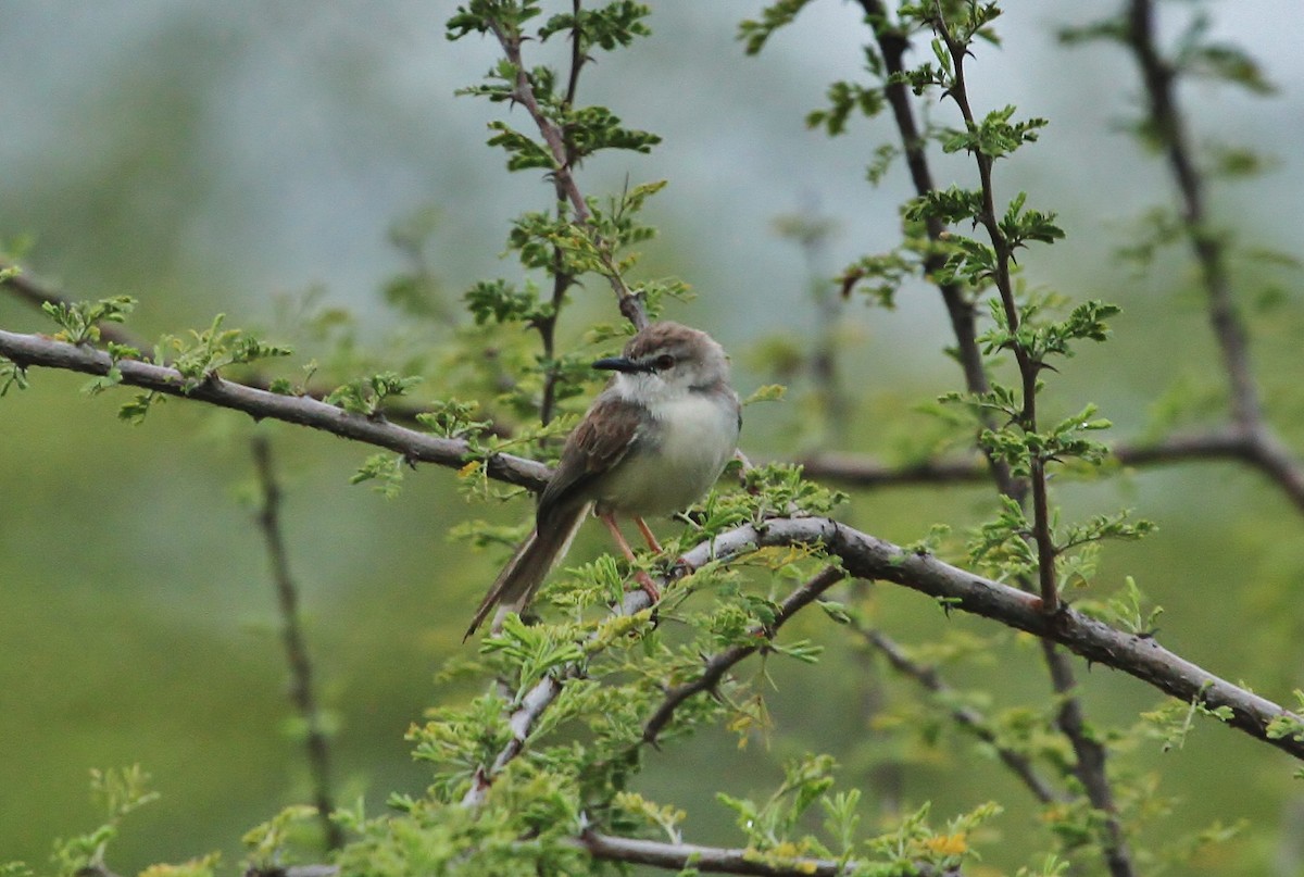 Pale Prinia - ML627378203