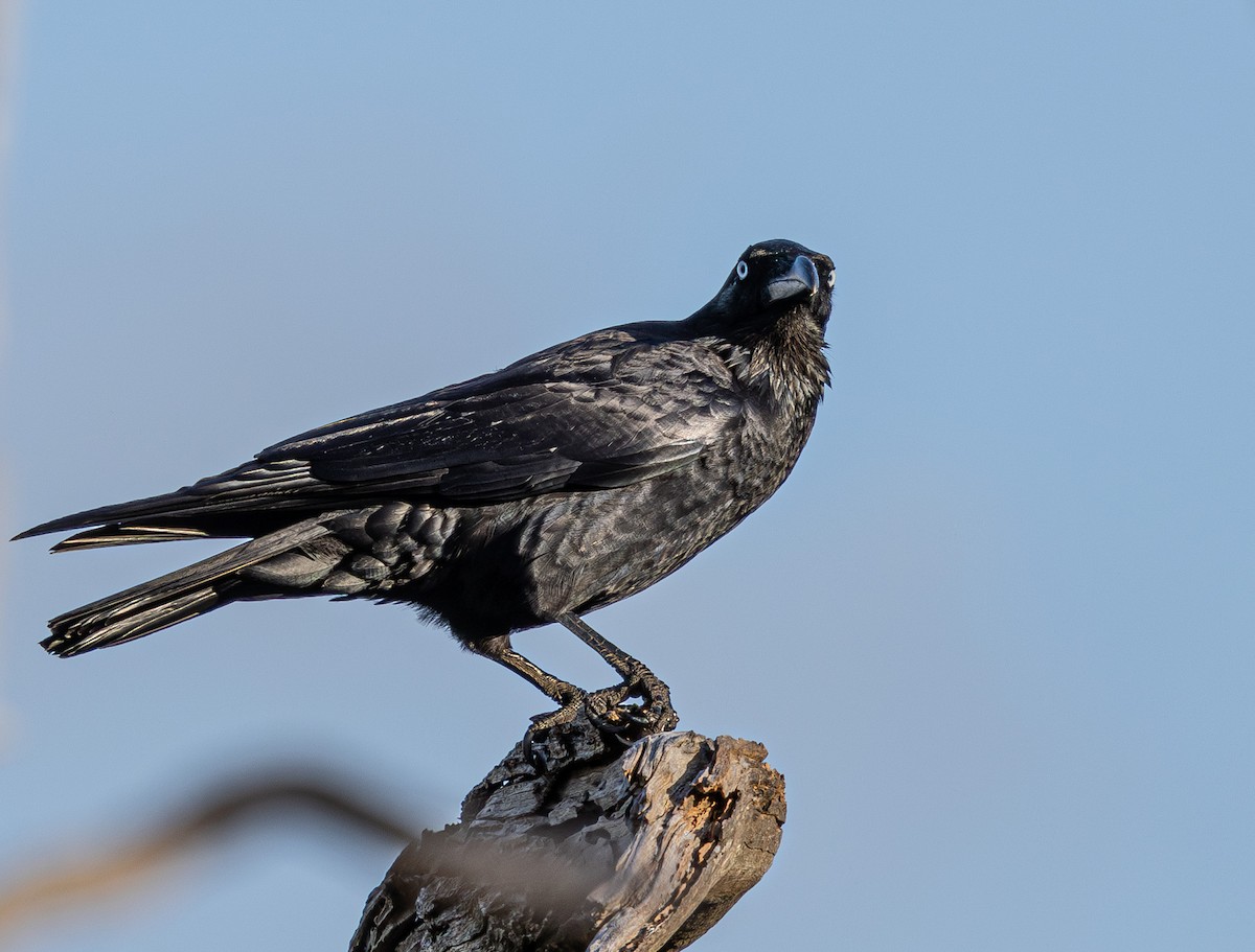 Forest Raven - ML627378332