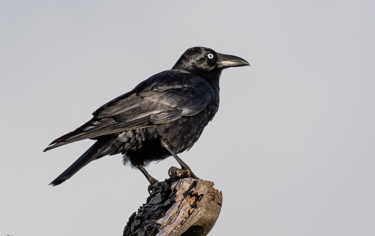Forest Raven - ML627378343