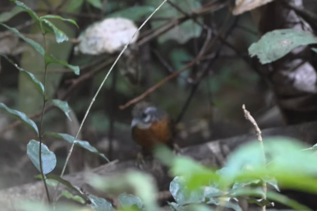 Spot-necked Babbler - ML627378382