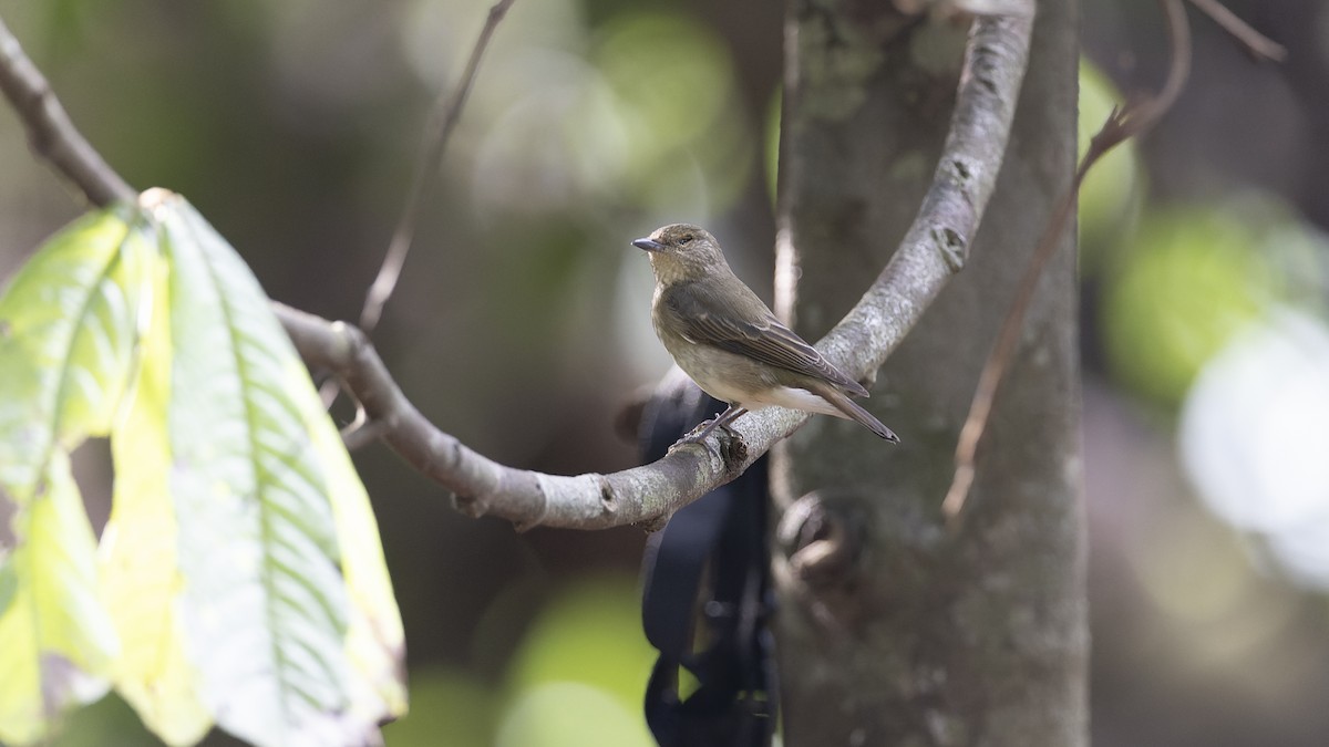 Narcissus Flycatcher - ML627378426