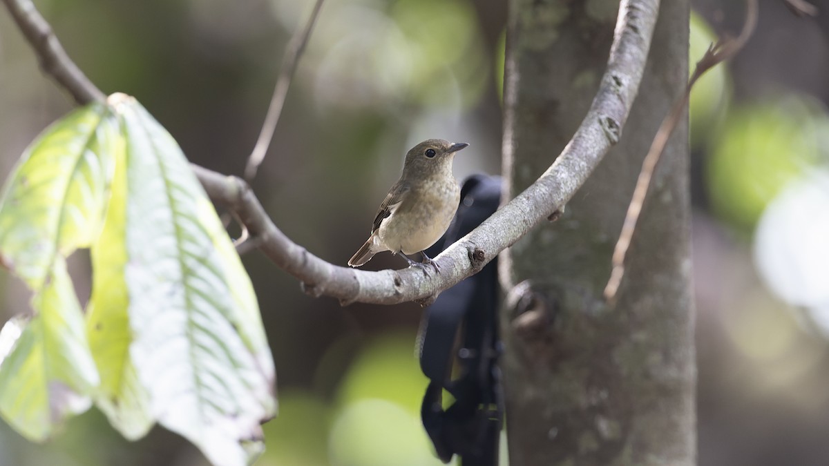 Narcissus Flycatcher - ML627378427