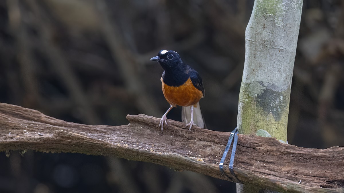 White-crowned Shama - ML627378509