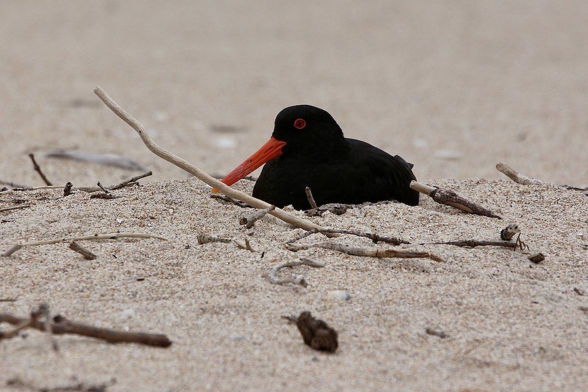 Variable Oystercatcher - ML627378533