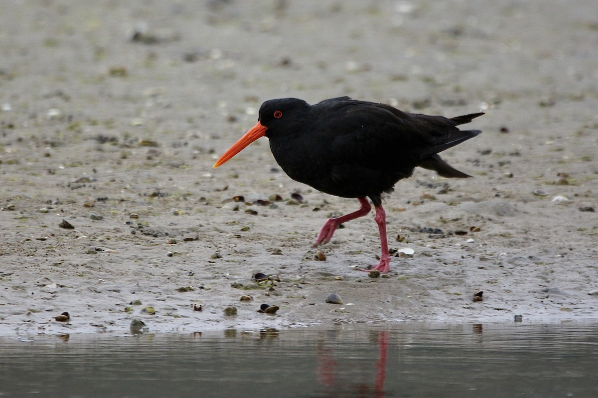 Variable Oystercatcher - ML627378534