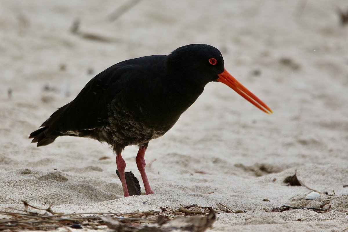 Variable Oystercatcher - ML627378535