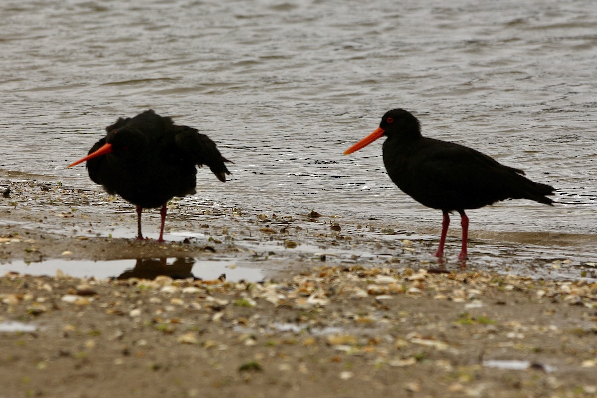 Variable Oystercatcher - ML627378536