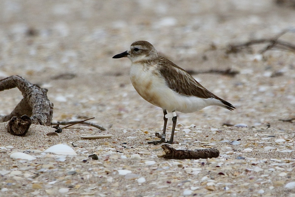 Red-breasted Dotterel - ML627378542