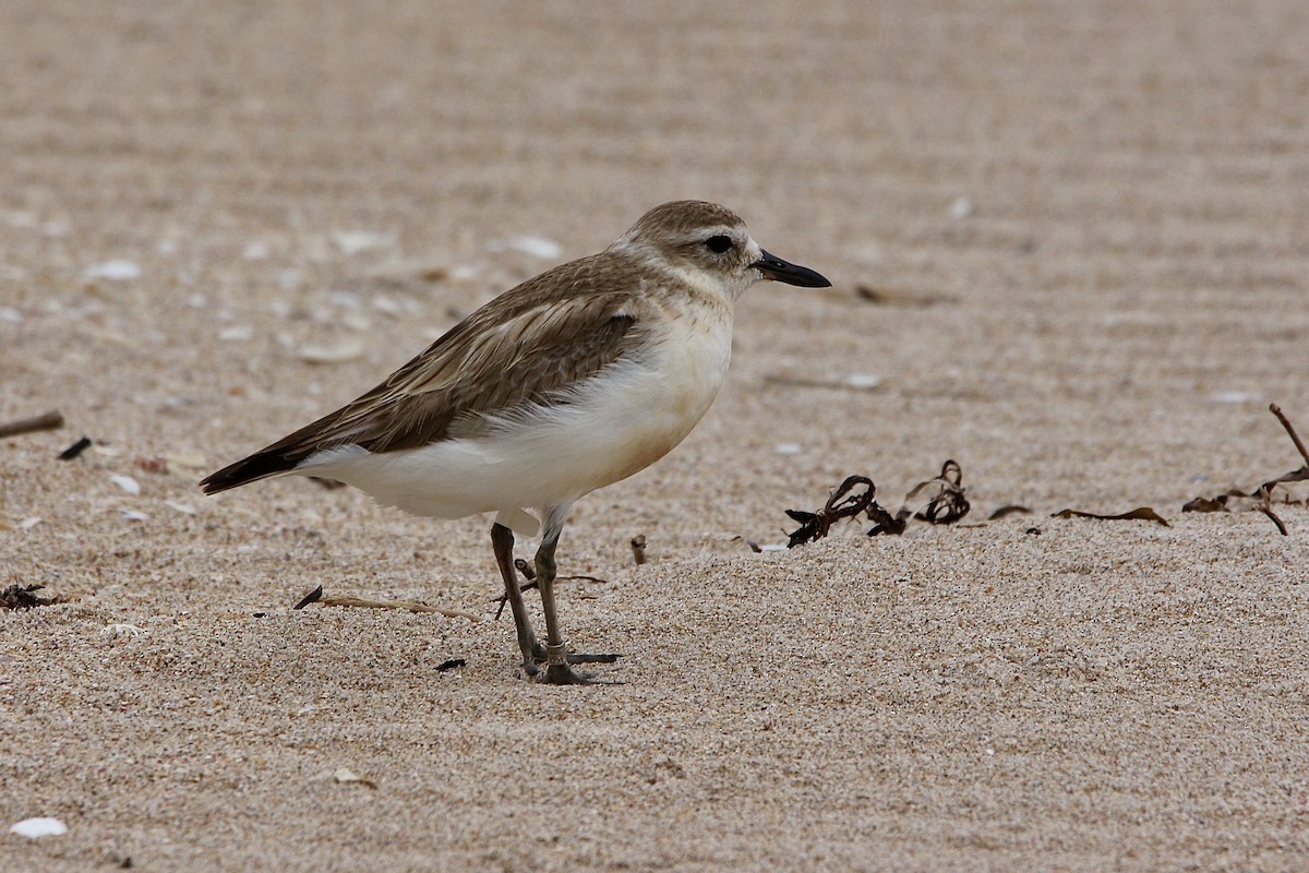 Red-breasted Dotterel - ML627378543