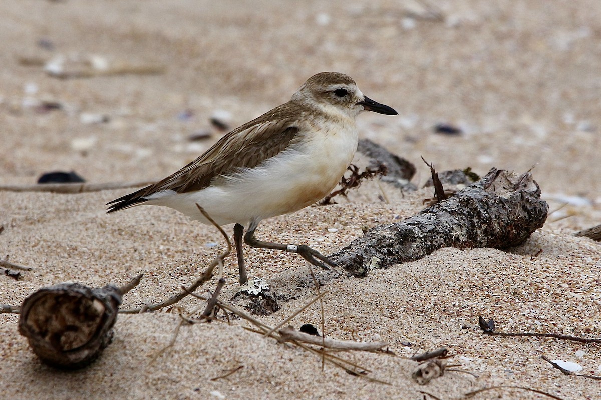 Red-breasted Dotterel - ML627378544