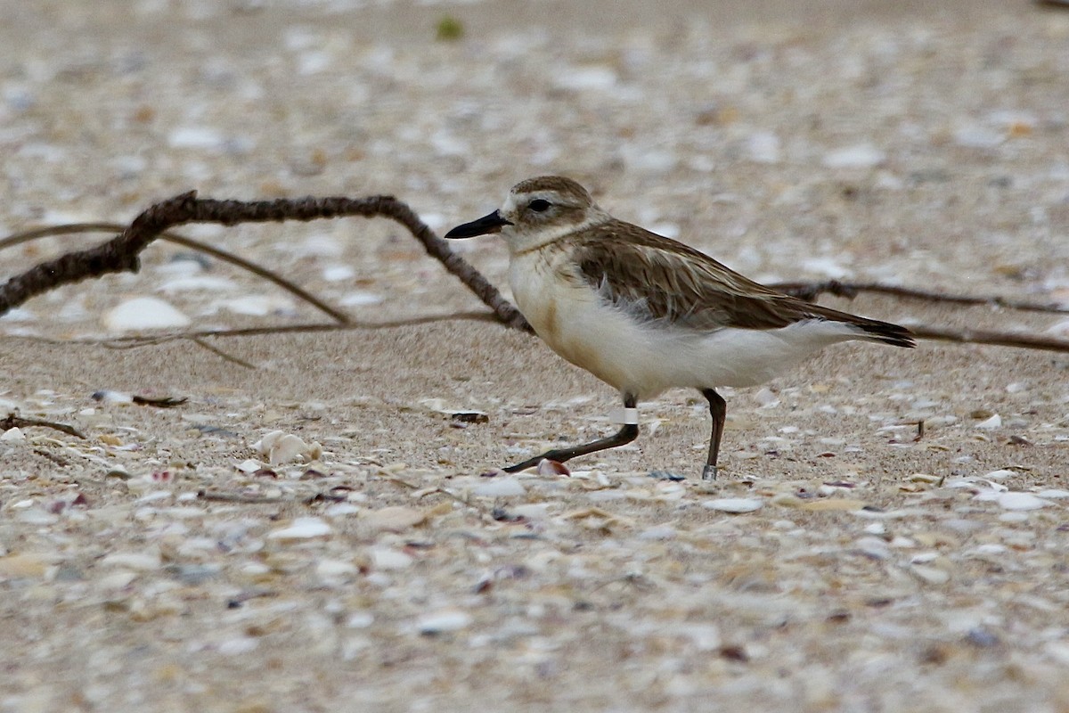 Red-breasted Dotterel - ML627378545