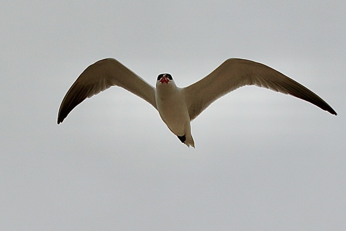 Caspian Tern - ML627378552