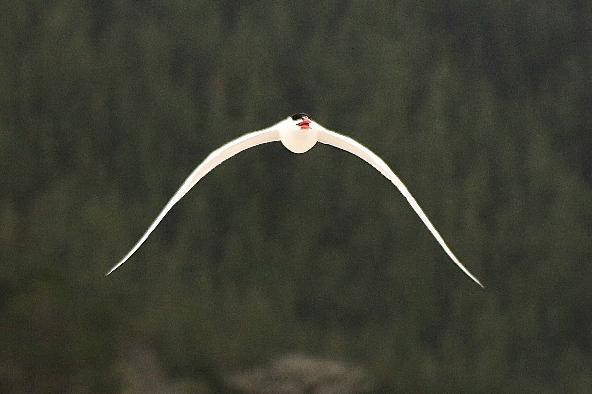 Caspian Tern - ML627378553