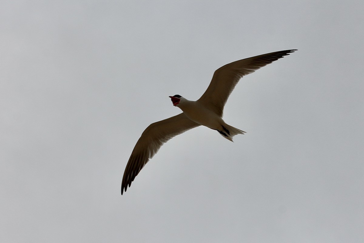 Caspian Tern - ML627378554