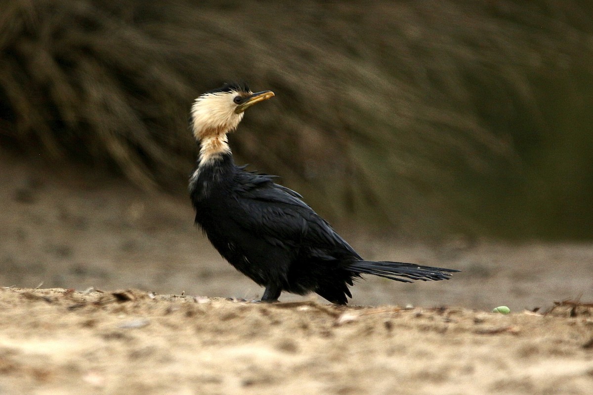 Little Pied Cormorant - ML627378559