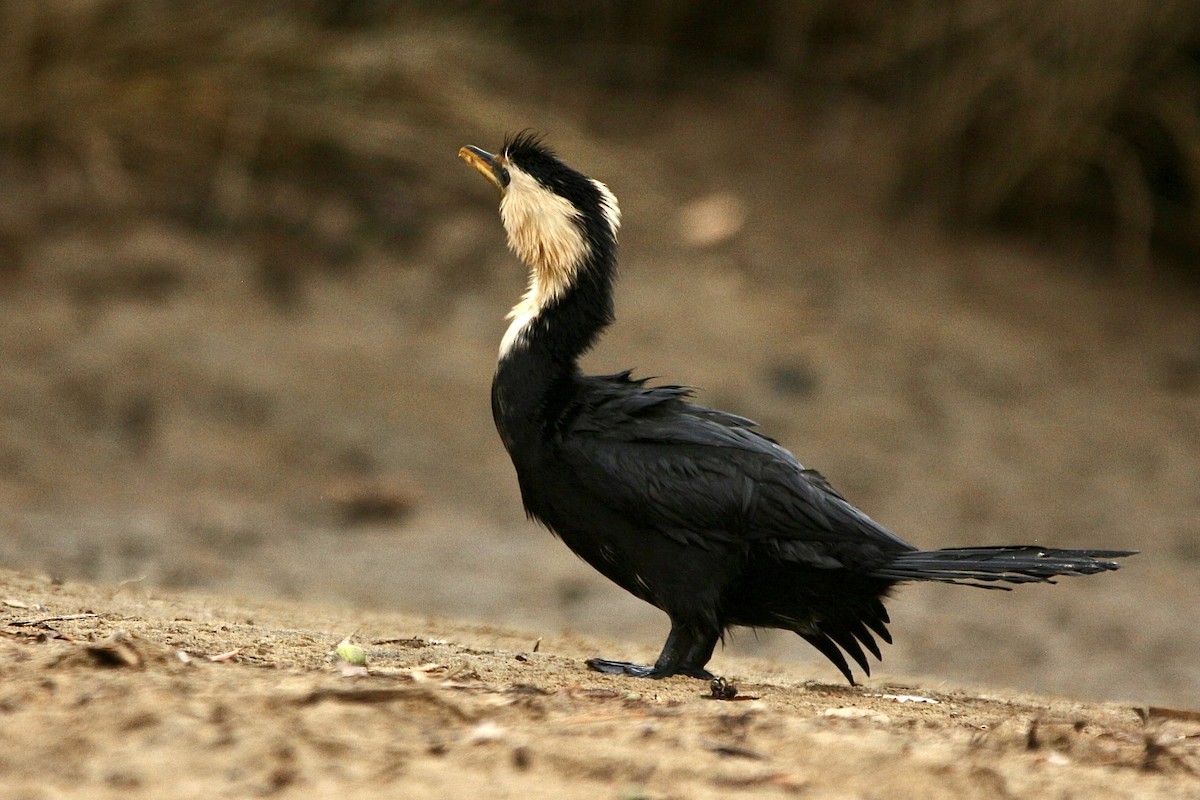 Little Pied Cormorant - ML627378560