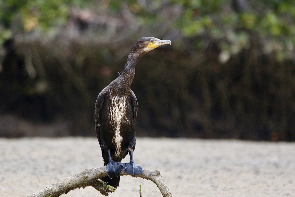 Great Cormorant - ML627378564