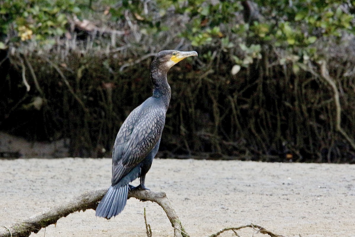 Great Cormorant - ML627378565