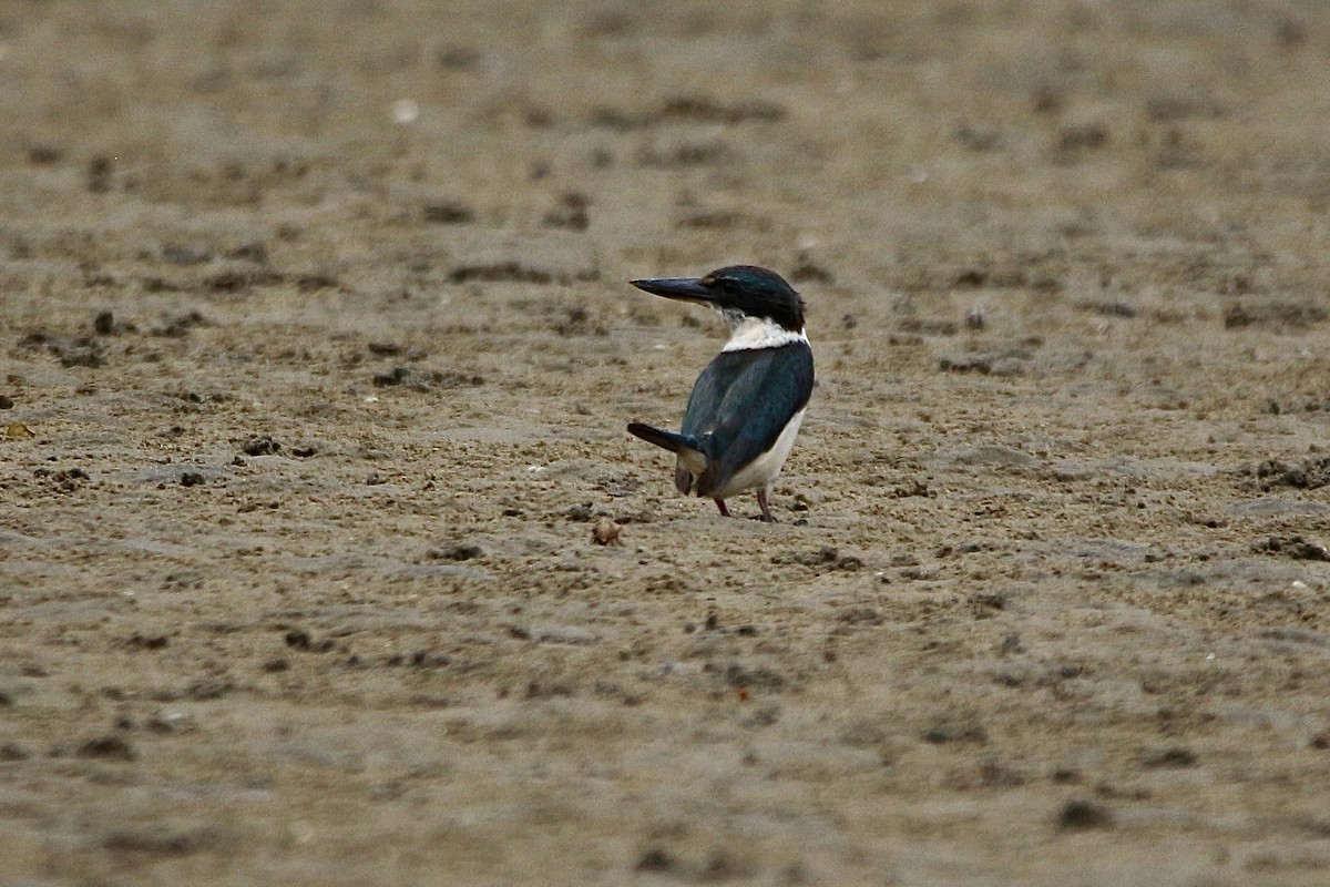 Sacred Kingfisher - ML627378580