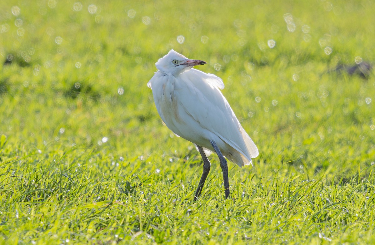 Eastern Cattle-Egret - ML627378586