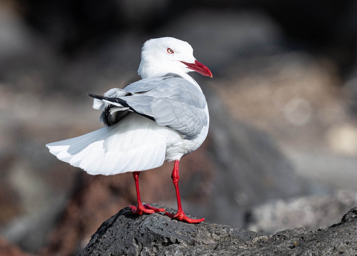 Silver Gull (Silver) - ML627378596