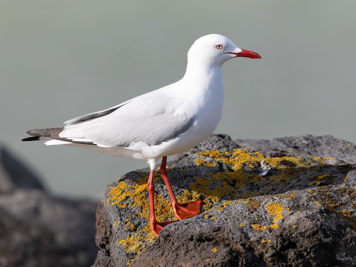 Silver Gull (Silver) - ML627378597
