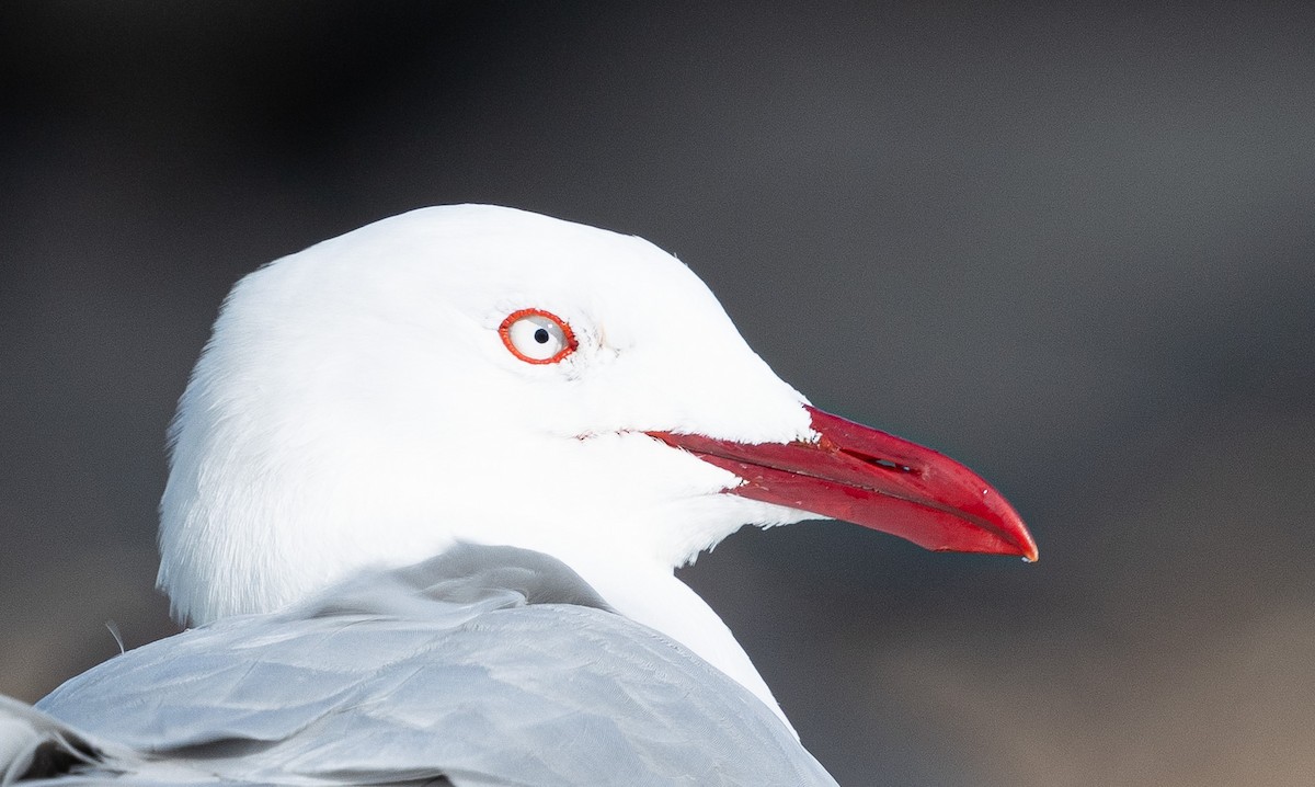 Silver Gull (Silver) - ML627378598
