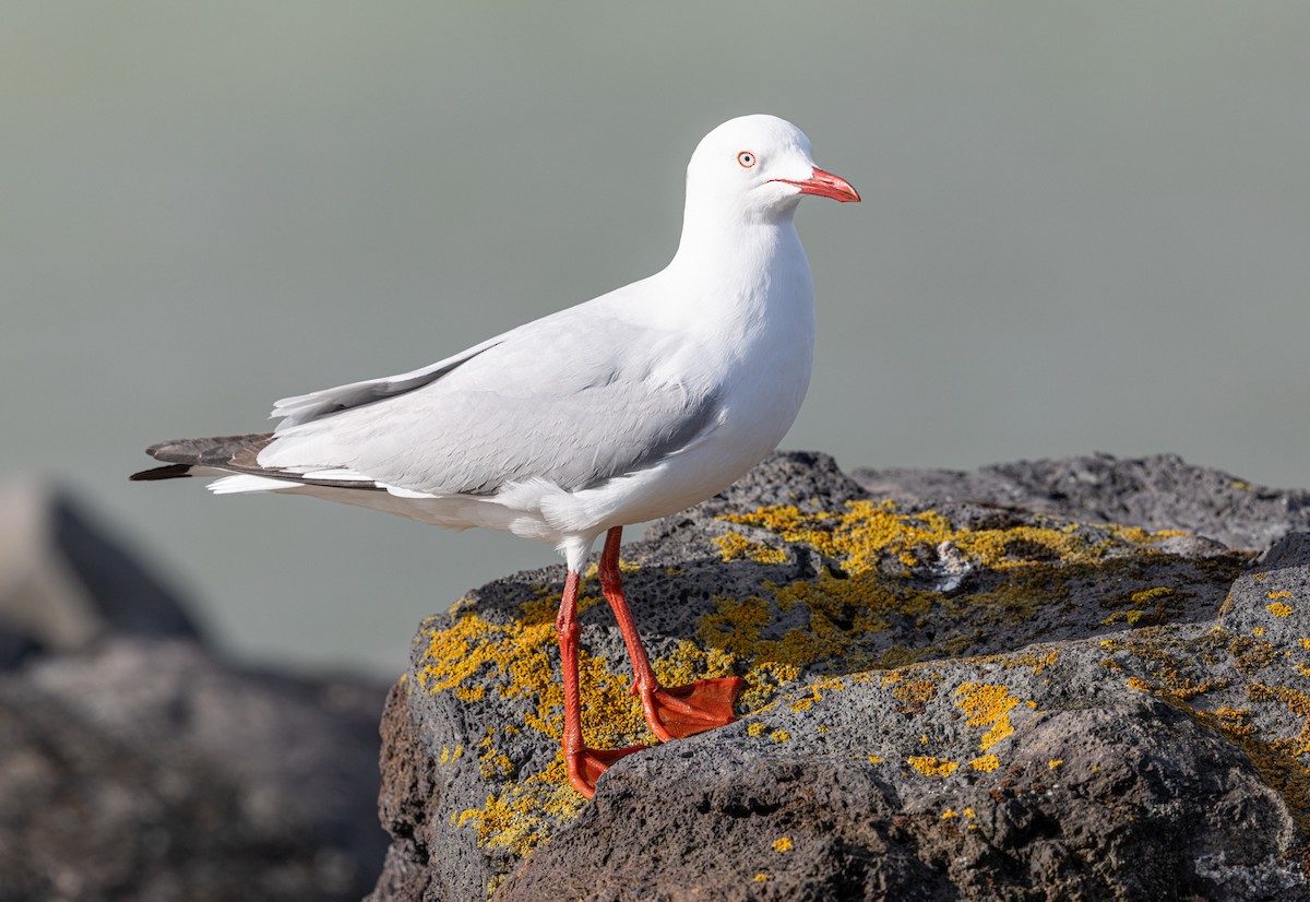 Silver Gull (Silver) - ML627378599