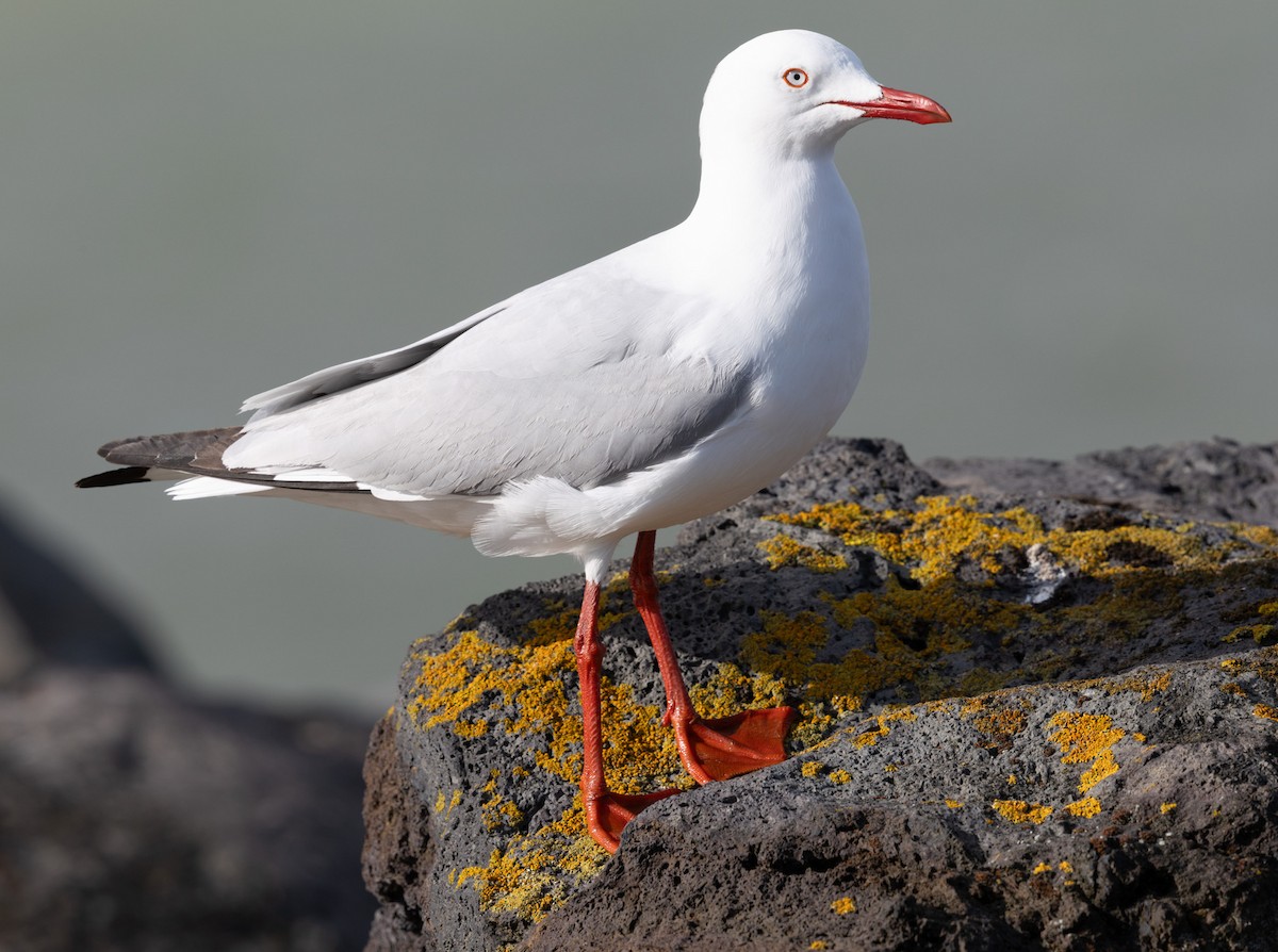Silver Gull (Silver) - ML627378601