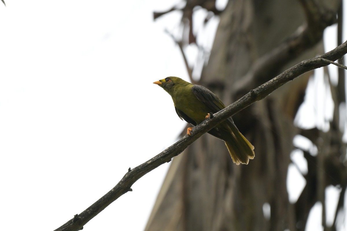 Bell Miner - ML627378603