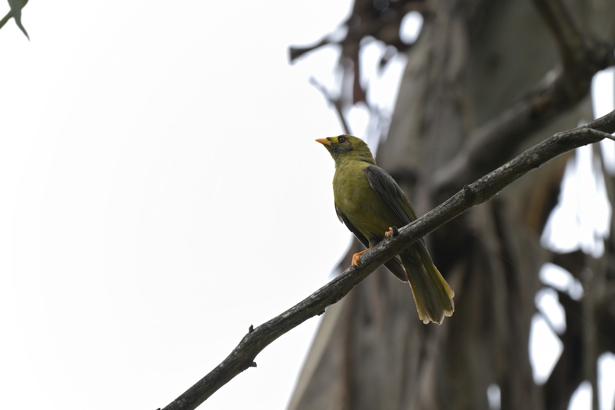 Bell Miner - ML627378604