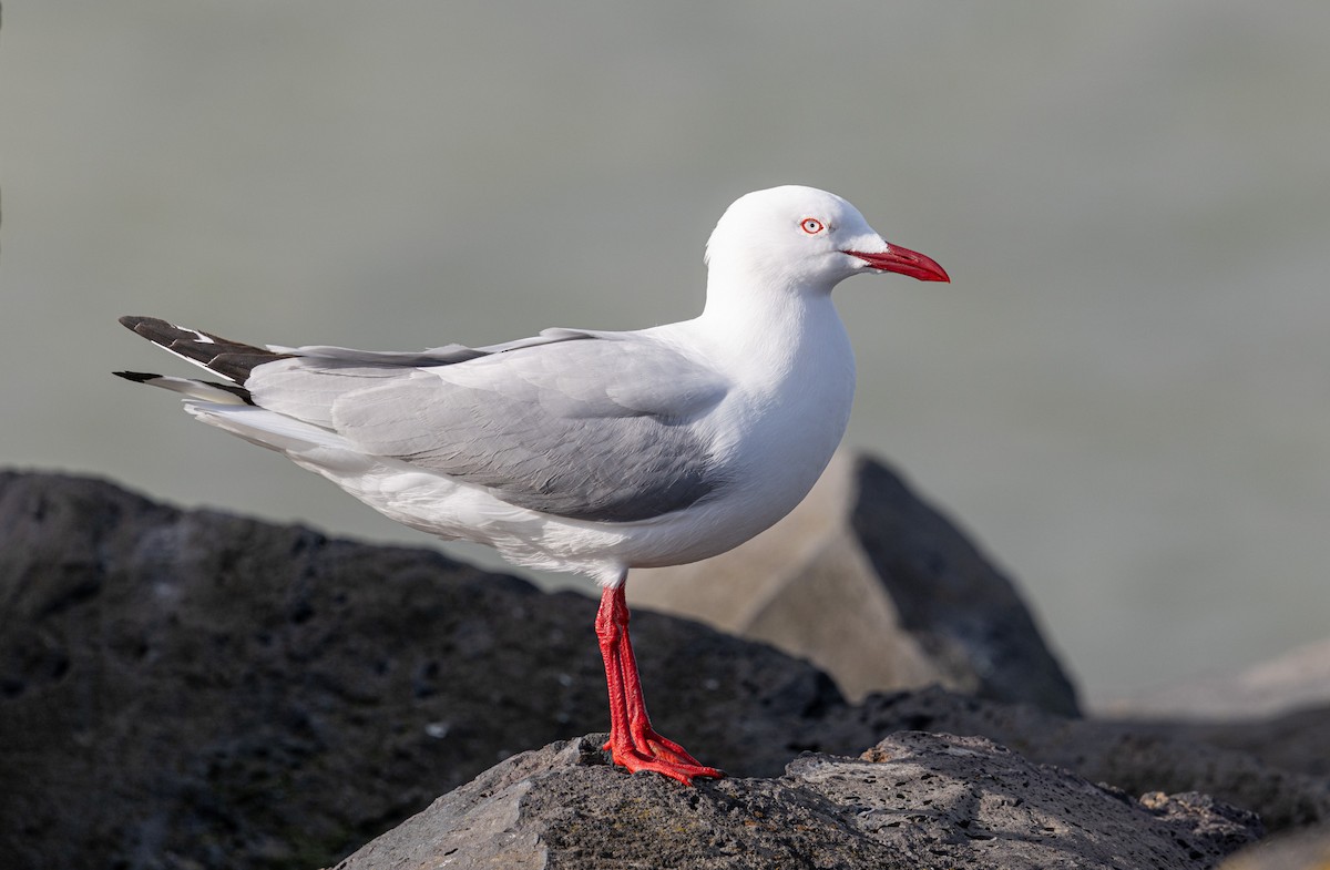 Silver Gull (Silver) - ML627378607