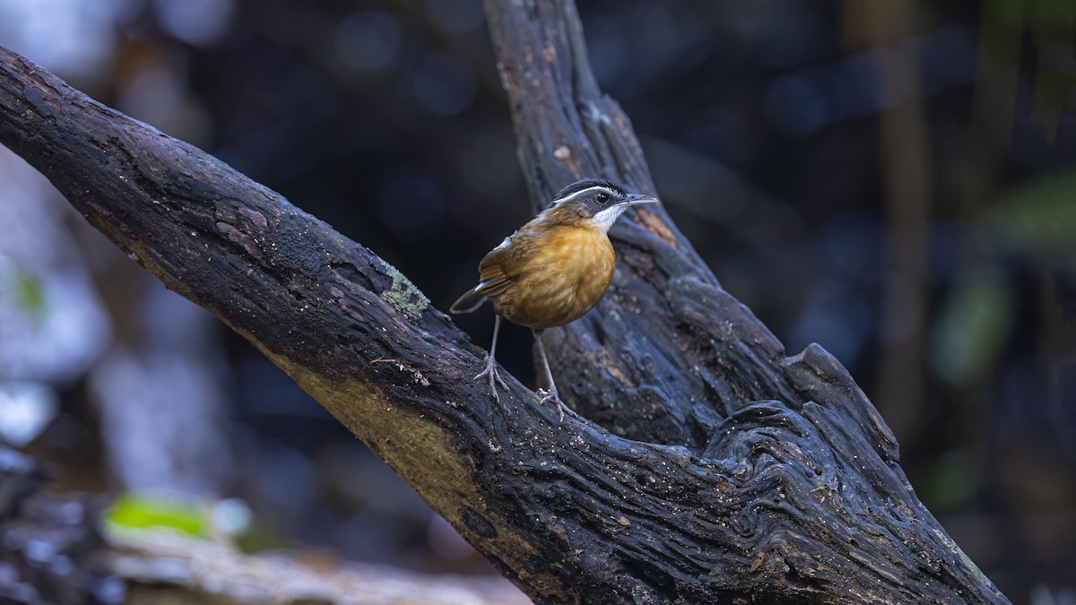 Bornean Black-capped Babbler - ML627378638