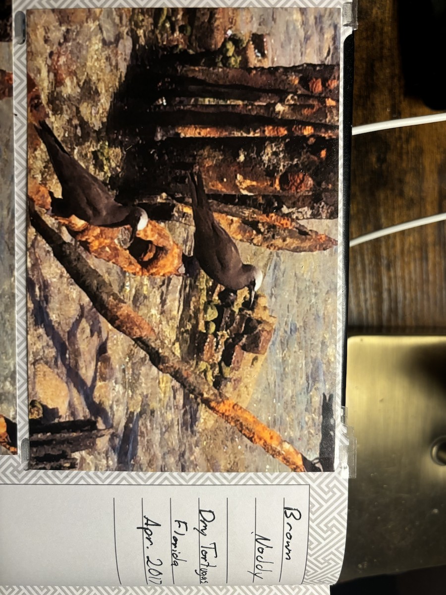 Brown Noddy - ML627378645