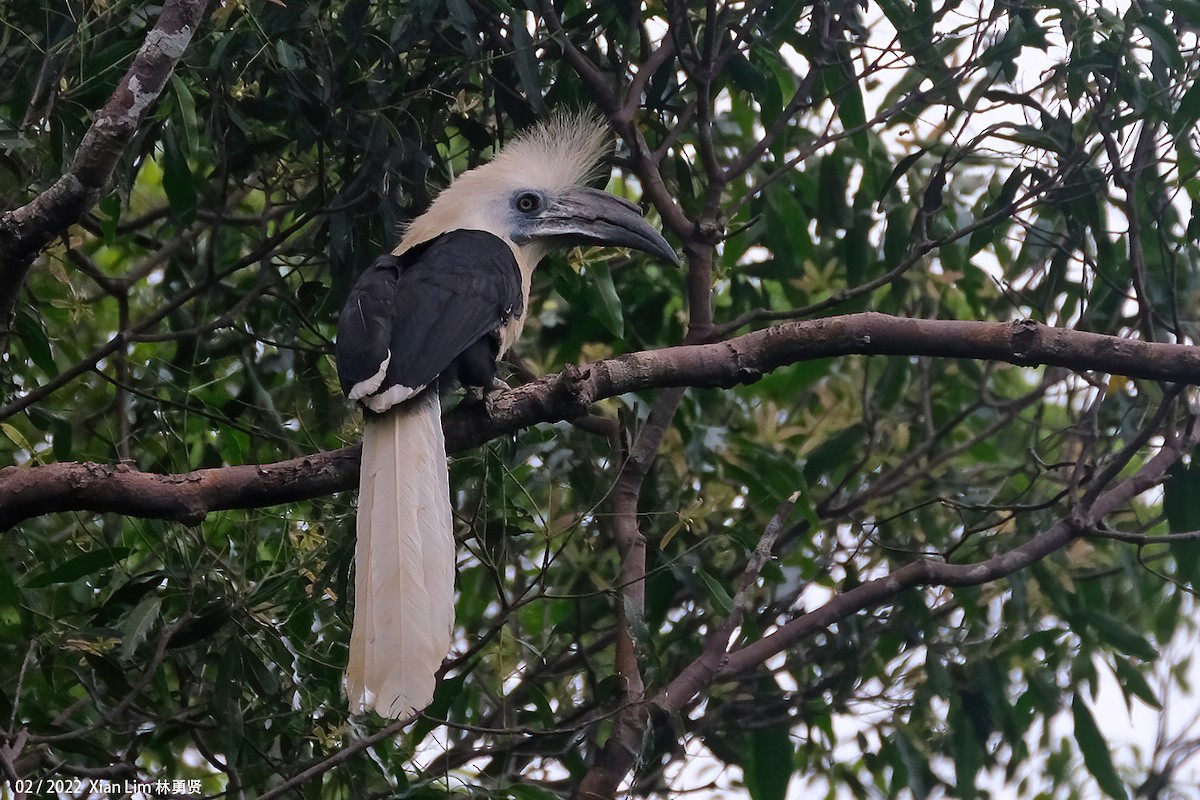 Cálao Cabeciblanco - ML627378953