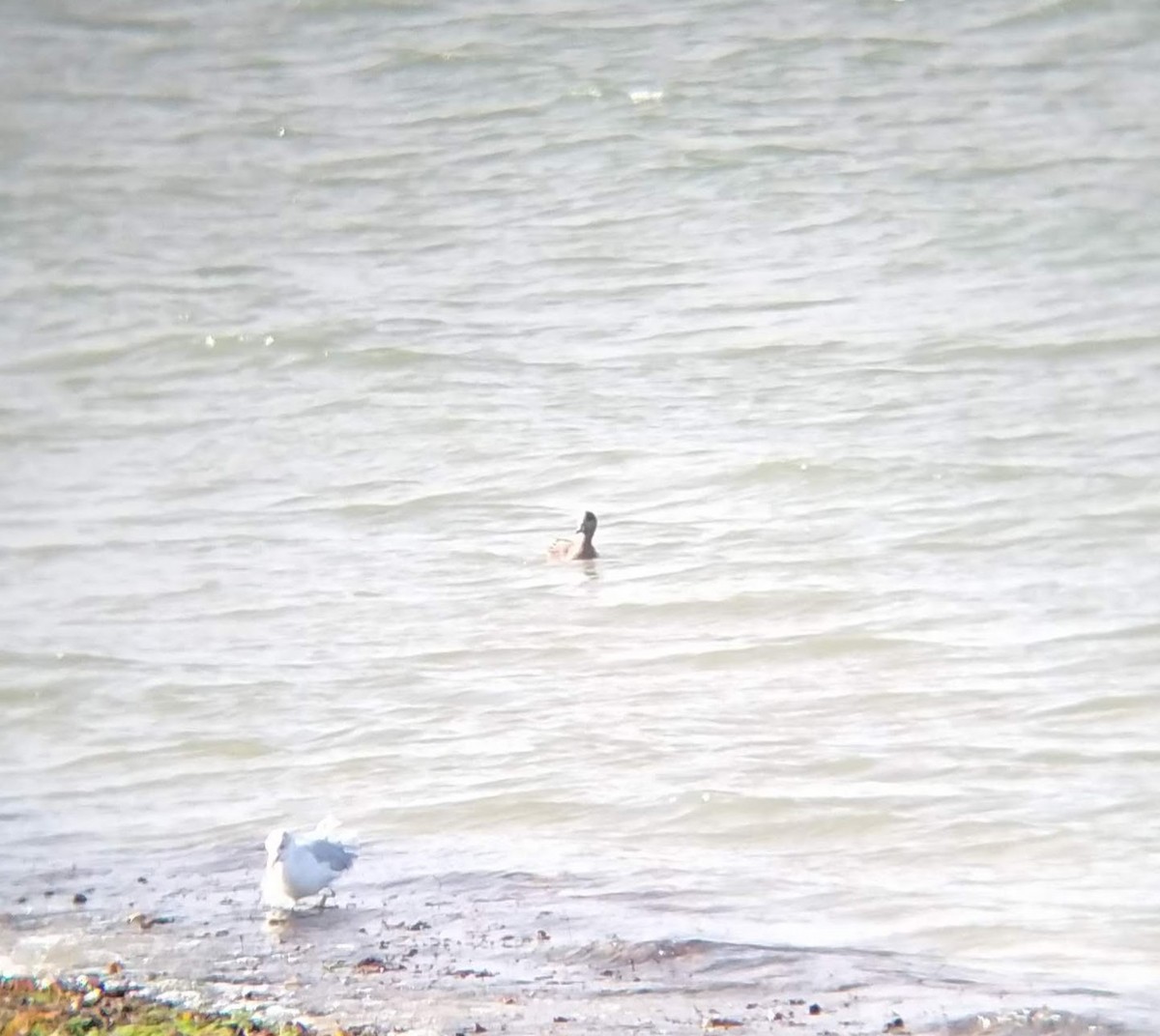 American Wigeon - ML627379049