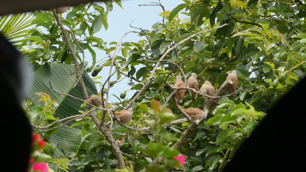 Ruddy Ground Dove - ML627379125