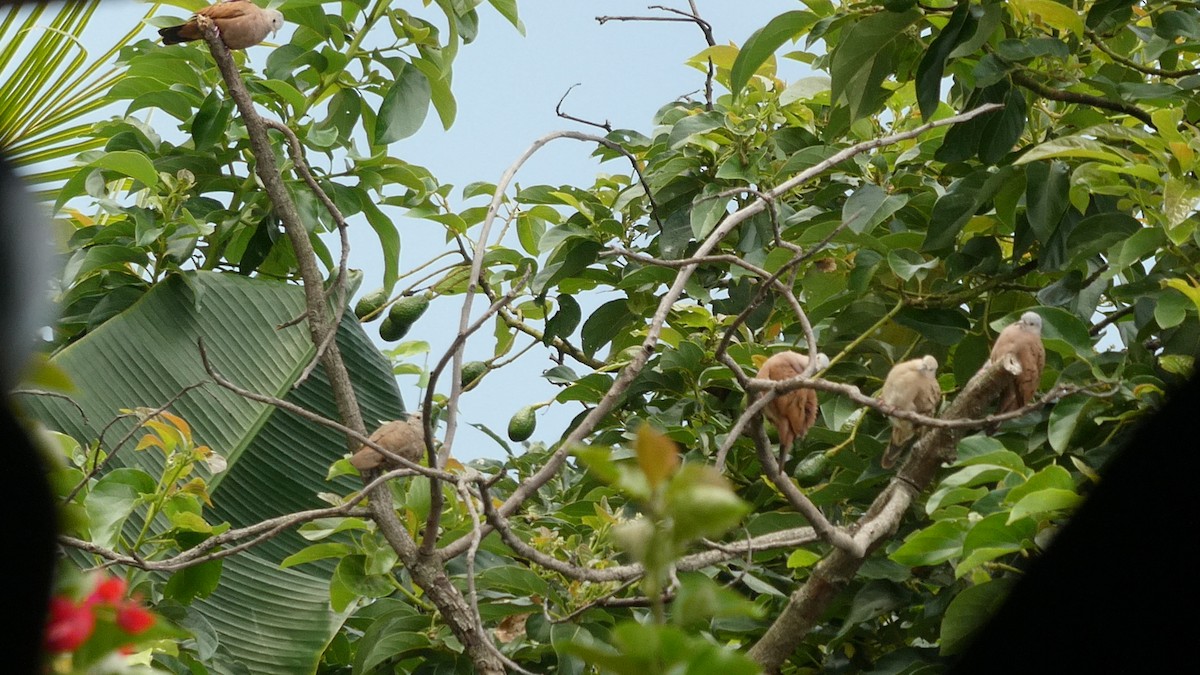 Ruddy Ground Dove - ML627379126