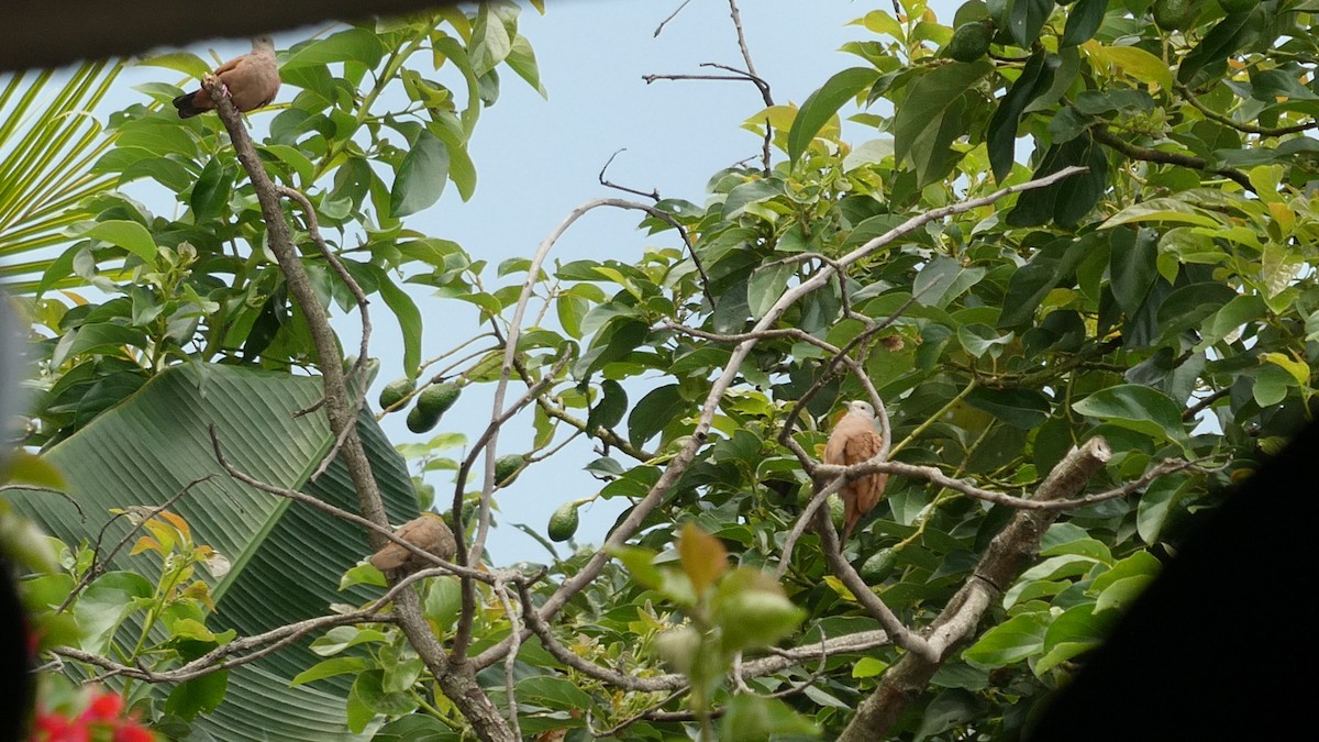 Ruddy Ground Dove - ML627379127