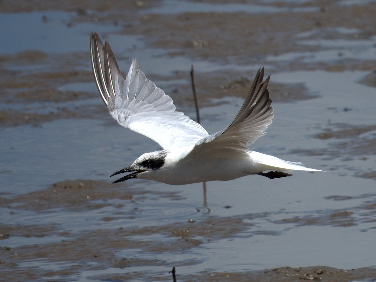 Australian Tern - ML627379181