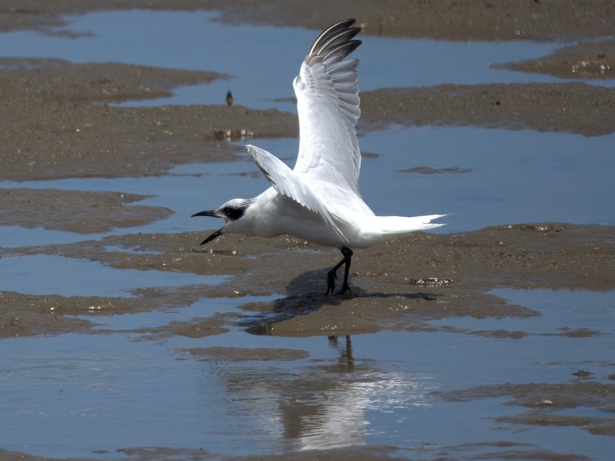 Australian Tern - ML627379182