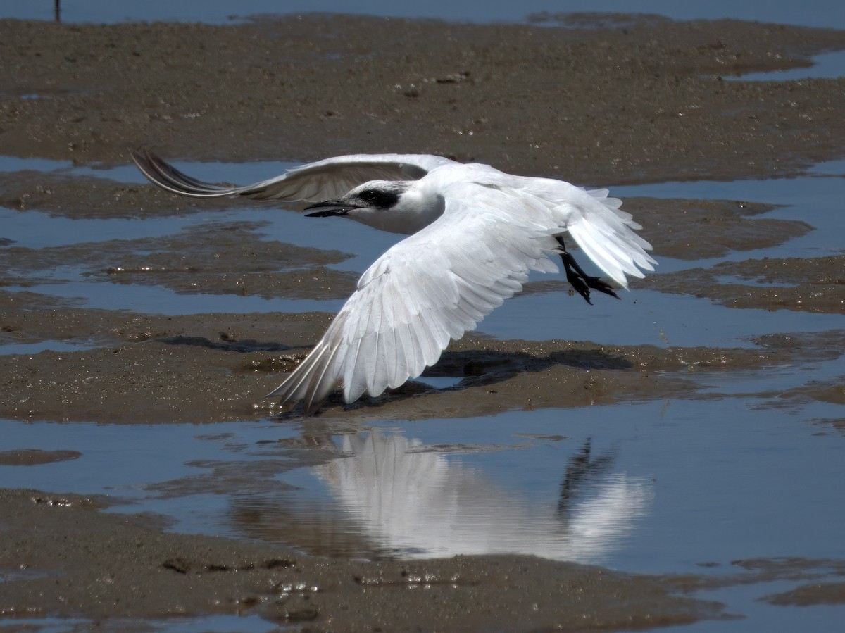 Australian Tern - ML627379183