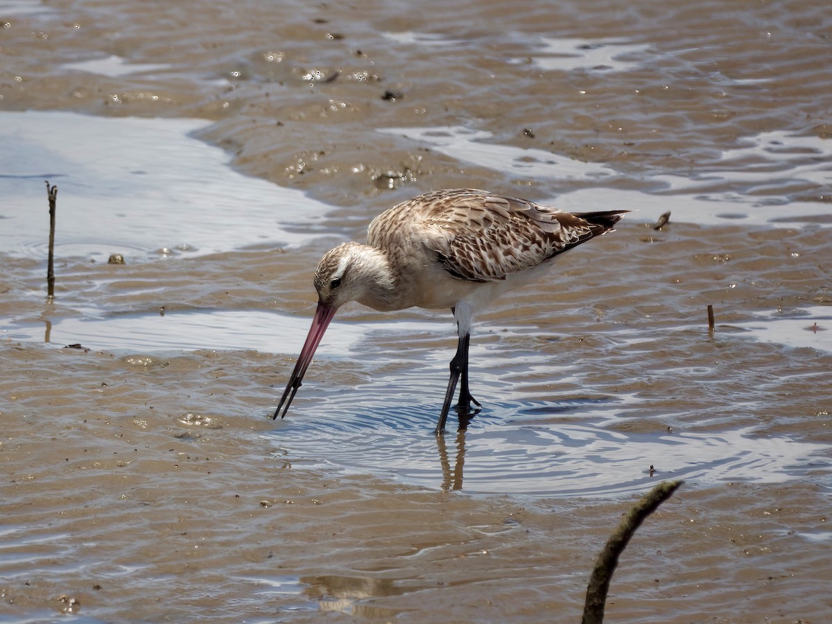 Хурган цууцал - ML627379187