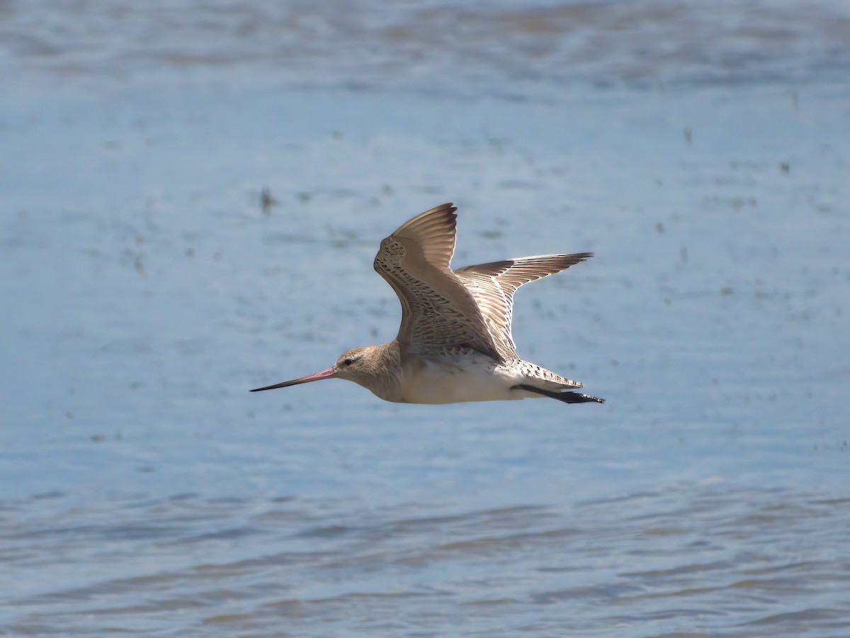 Хурган цууцал - ML627379188