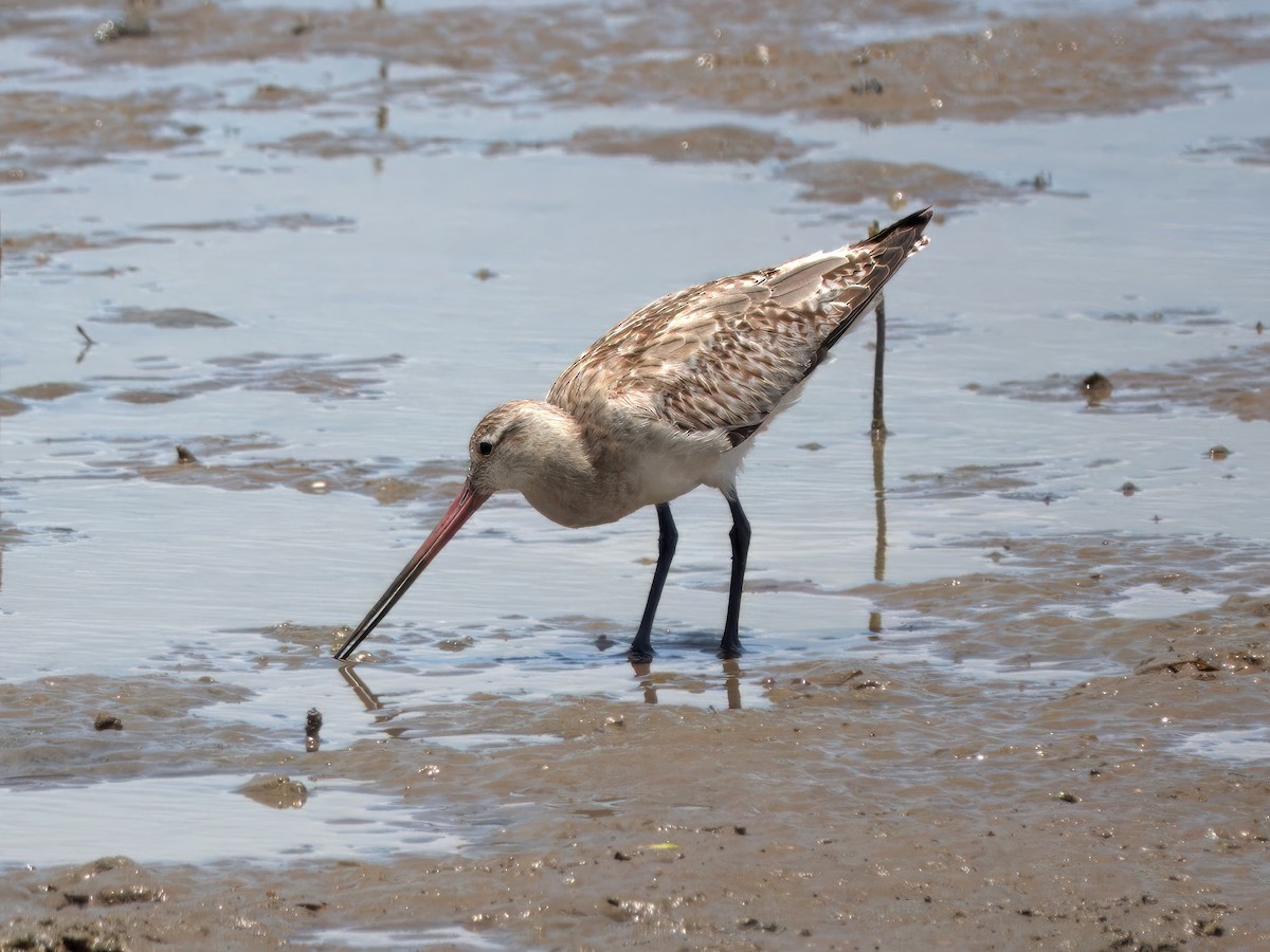 Хурган цууцал - ML627379189