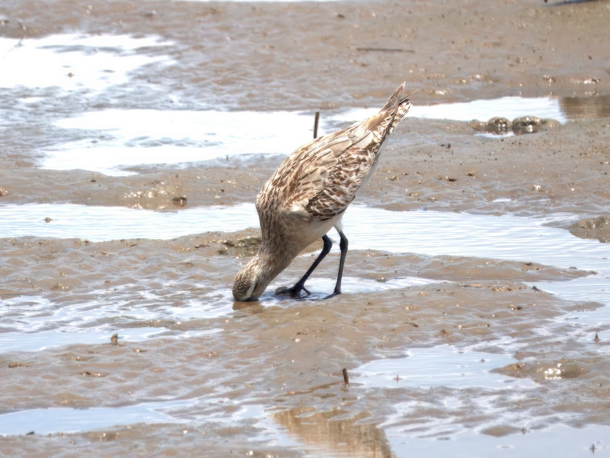 Хурган цууцал - ML627379190