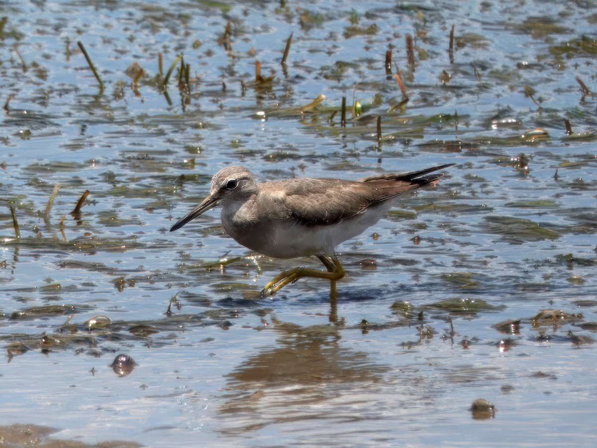 Буурал хөгчүү - ML627379191