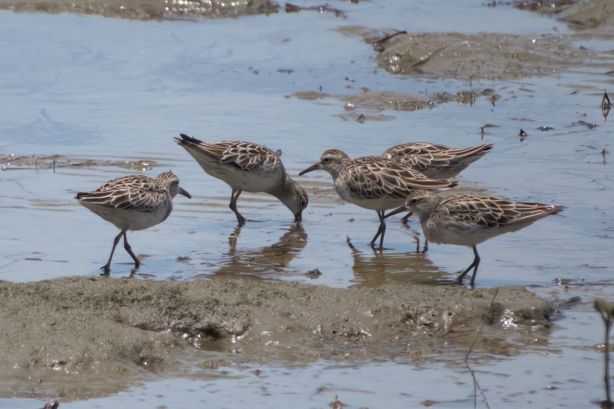 Сүүл элсэг - ML627379196