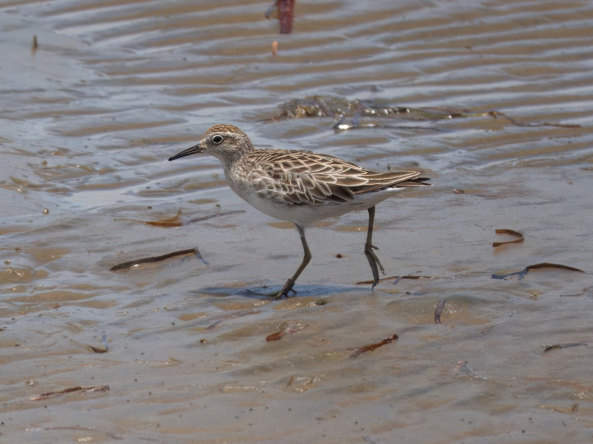 Сүүл элсэг - ML627379197